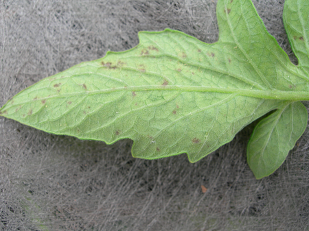 Diseased leaf 1