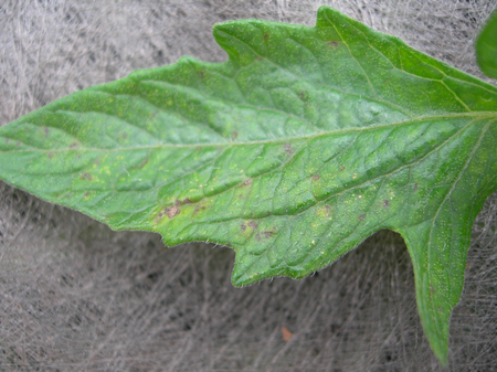 Diseased leaf 2