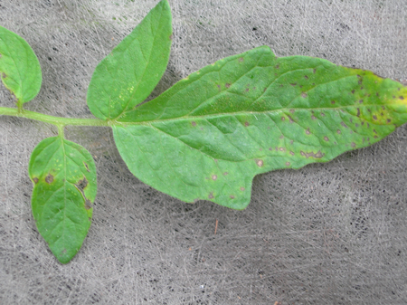 Diseased leaf 3