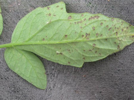 Diseased leaf 4