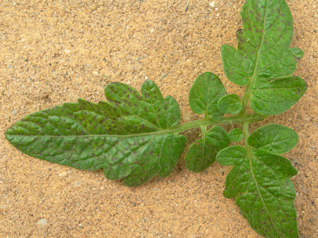 Diseased leaf 5