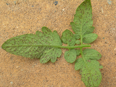 Diseased leaf 6