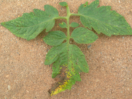 Diseased leaf 7