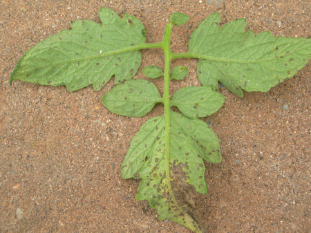 Diseased leaf 8